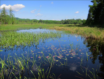 Adirondack Wetlands: Heron Marsh from the floating bridge at the Paul Smiths VIC